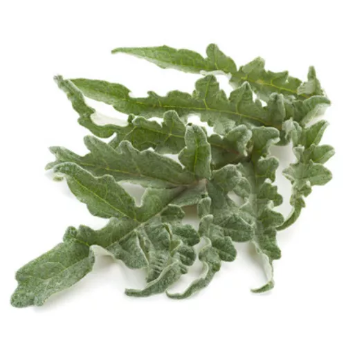 hoja-alcachofa